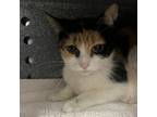 Adopt Willow a Domestic Short Hair