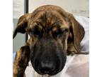 Adopt Spirit a Boxer