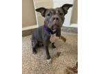 Adopt 76891a Fairytail a American Staffordshire Terrier, Mixed Breed