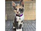 Adopt Whitney a Domestic Short Hair