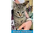 Adopt Blanche a Domestic Short Hair