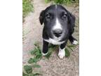 Adopt Ingrid a Border Collie, Mixed Breed
