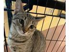 Adopt Bonnie a Domestic Short Hair