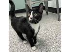 Adopt Gabrielle a Domestic Short Hair