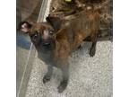 Adopt Betty a Cane Corso