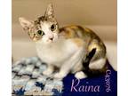 Adopt Raina a Domestic Short Hair