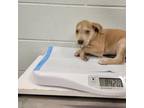 Adopt Tybalt a Pit Bull Terrier
