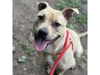 Adopt Coco a Pit Bull Terrier, Boxer
