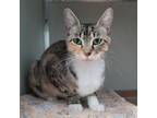 Adopt Mamacita a Domestic Short Hair