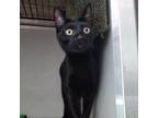 Adopt Flower a Domestic Short Hair