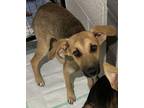 Adopt Polly a Shepherd