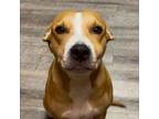 Adopt Baby a Pit Bull Terrier