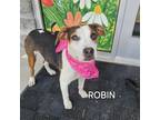 Adopt Robin a Beagle
