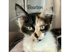 Adopt Bourbon a Domestic Short Hair