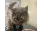 Adopt Shadow a Domestic Long Hair, Domestic Short Hair