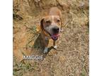 Adopt Maggie a Pit Bull Terrier