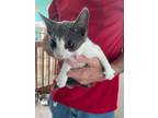 Adopt Chevy a Domestic Short Hair