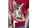 Adopt Canton a Domestic Short Hair