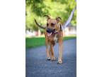 Adopt Selena Gomez a Mountain Cur