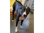 Adopt SUGAR a Pit Bull Terrier