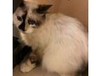 Adopt PHOEBE a Siamese