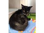 Adopt Lulu a Domestic Short Hair