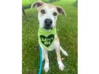 Adopt Chiffon a Mixed Breed