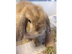 Adopt Turnip a Bunny Rabbit
