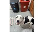Adopt Zenji a Pit Bull Terrier, Mixed Breed