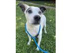 Adopt Rainbow a Pit Bull Terrier, Mixed Breed