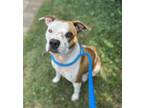 Adopt Velvet a Pit Bull Terrier, Mixed Breed