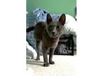 Adopt Bobbi a Domestic Short Hair