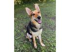 Adopt Akila a German Shepherd Dog, Mixed Breed