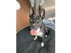 Adopt Reba a McNab, Mixed Breed
