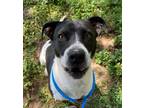 Adopt Lucina a Pit Bull Terrier, Mixed Breed