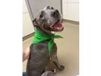 Adopt London a Pit Bull Terrier, Mixed Breed
