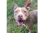 Adopt Latte a Pit Bull Terrier, Mixed Breed