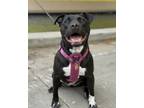Adopt Oreo a Pit Bull Terrier, Mixed Breed