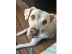 Adopt Duckie a Retriever, Mixed Breed