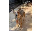Adopt Pumpernickel a Australian Cattle Dog / Blue Heeler, Mixed Breed