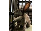 Adopt Butterbean a Bunny Rabbit