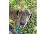 Adopt Noodle Doodle a Plott Hound, Mixed Breed