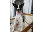 Adopt Sock Monkey a Pit Bull Terrier, Mixed Breed