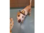 Adopt Avette a Pit Bull Terrier, Mixed Breed
