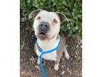 Adopt Becky a Pit Bull Terrier, Mixed Breed