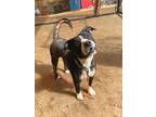 Adopt Tinley a Pit Bull Terrier, Mixed Breed