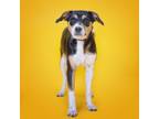 Adopt Reba a Mixed Breed