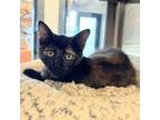 Adopt Sam a Domestic Short Hair