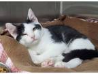 Adopt Carissa a Domestic Short Hair