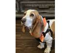 Adopt Honey a Basset Hound